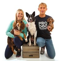 Absolute Dogs discount code